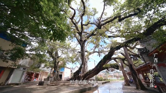 大芦村又名“荔枝村”